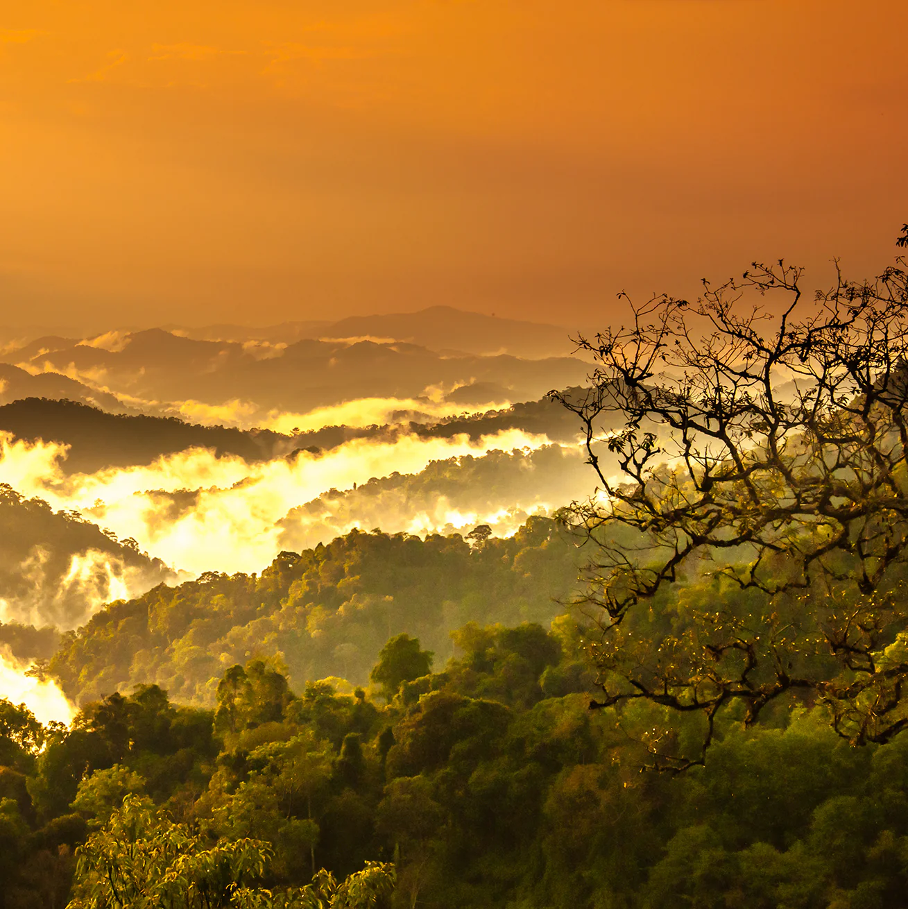 Protect the Brazilian Rainforest - Image 10