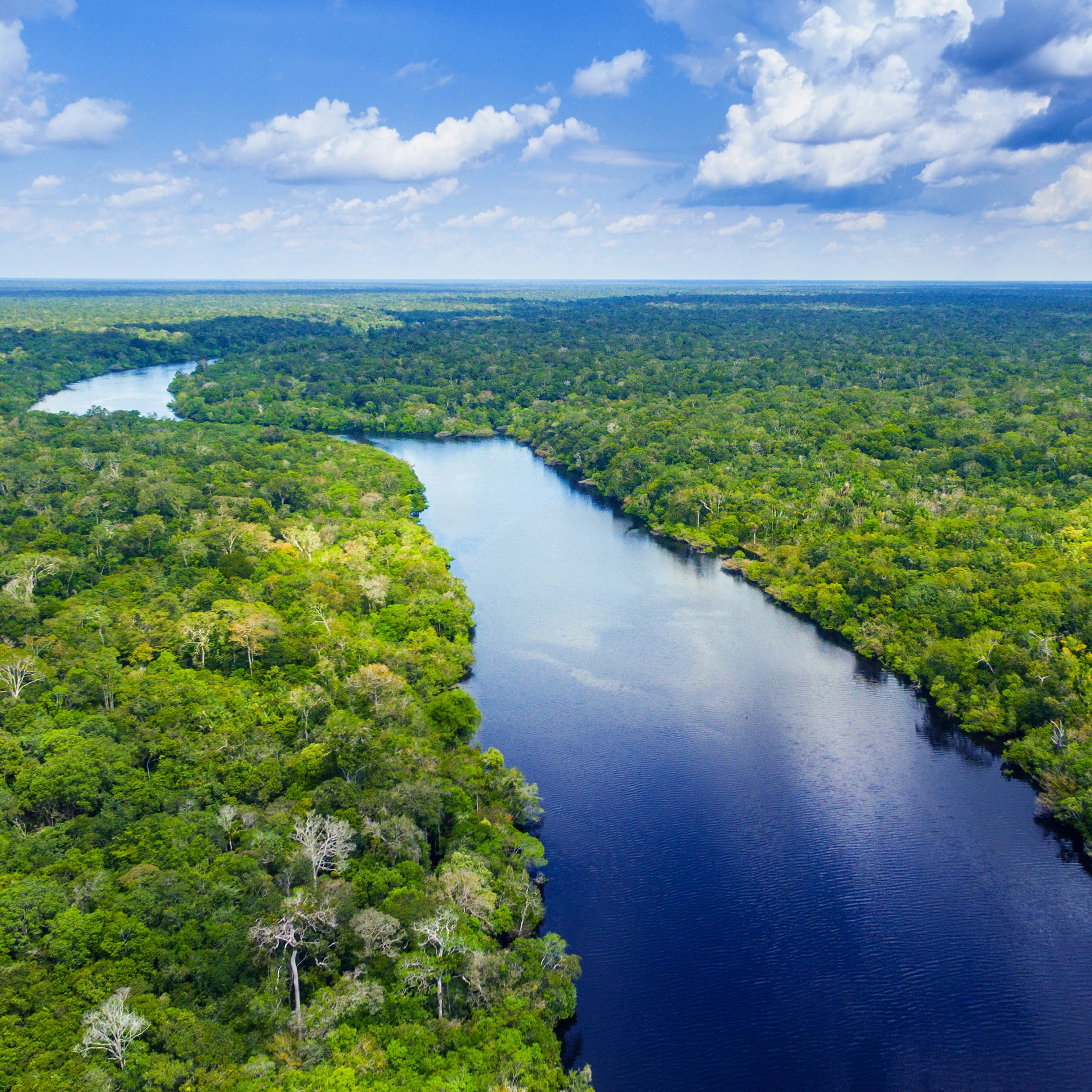 Protect the Brazilian Rainforest - Image 12