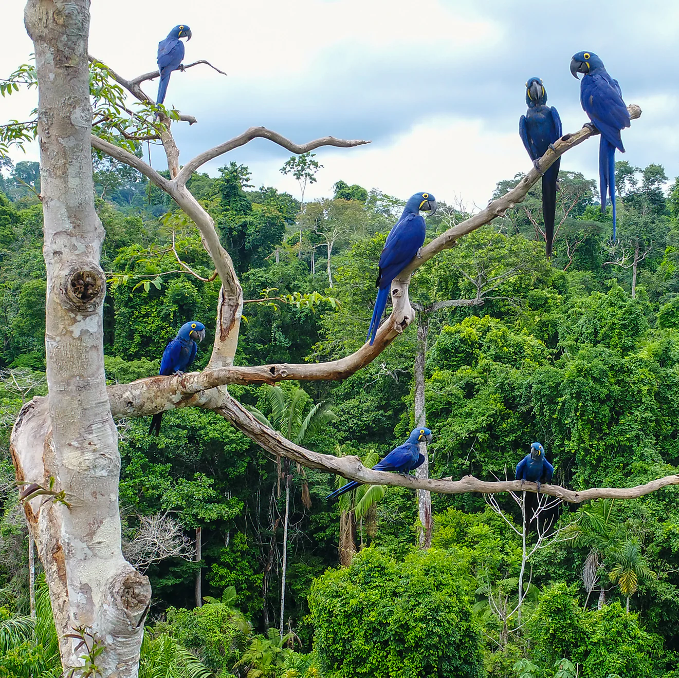 Protect the Brazilian Rainforest - Image 8