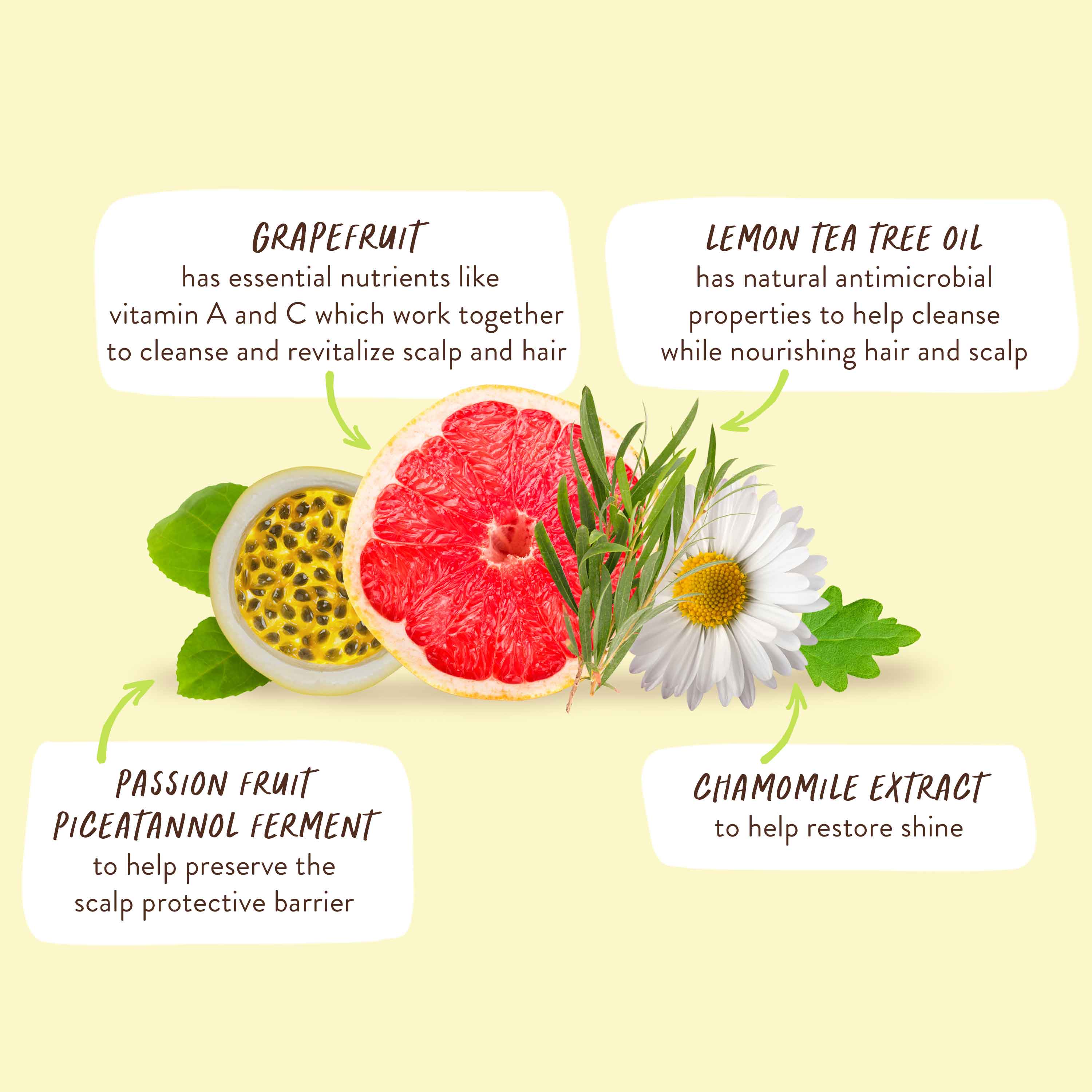 Purifying Conditioner for Flat, Oily hair - Image 11