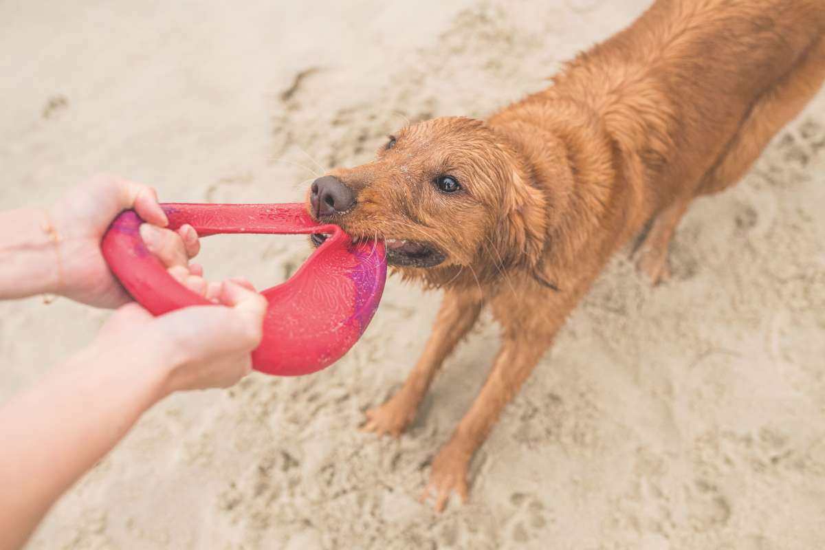 Sailz® The Perfect Fetch Flyer Dog Toy made from Ocean-Bound Recycled Plastic - Image 6