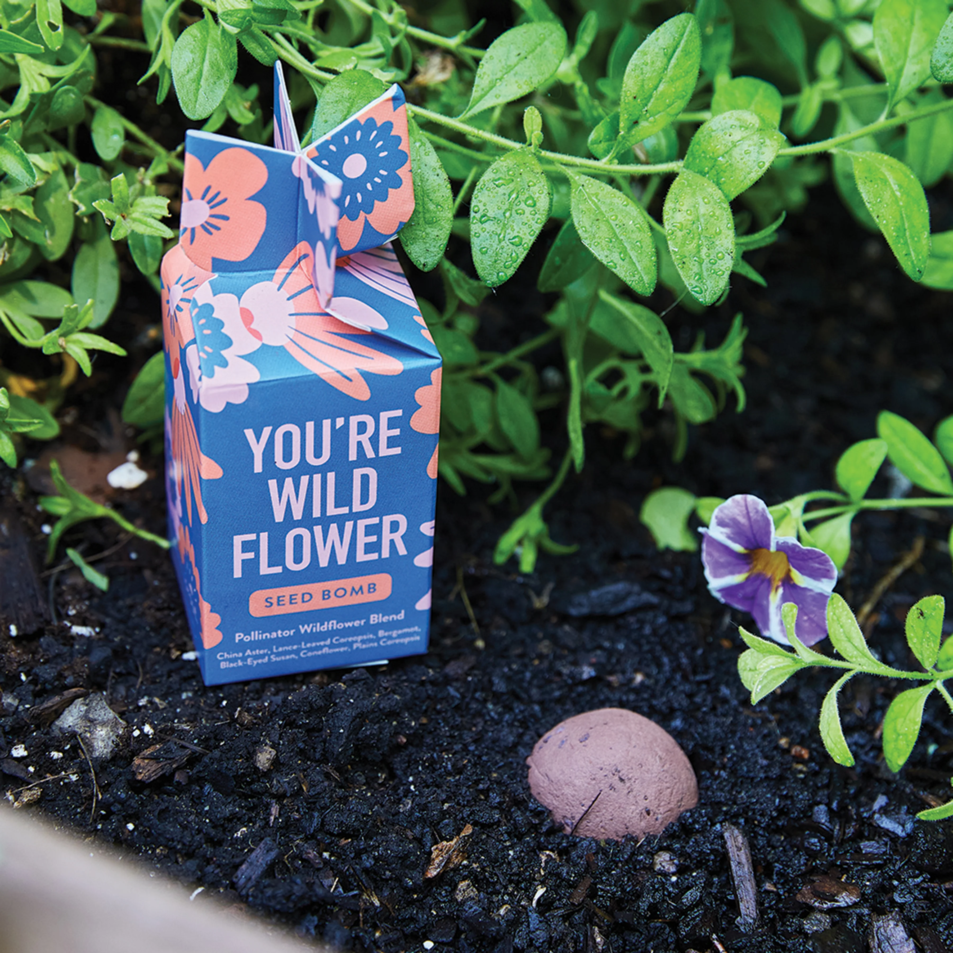Seed Bomb - You're Wild Flower - Image 3
