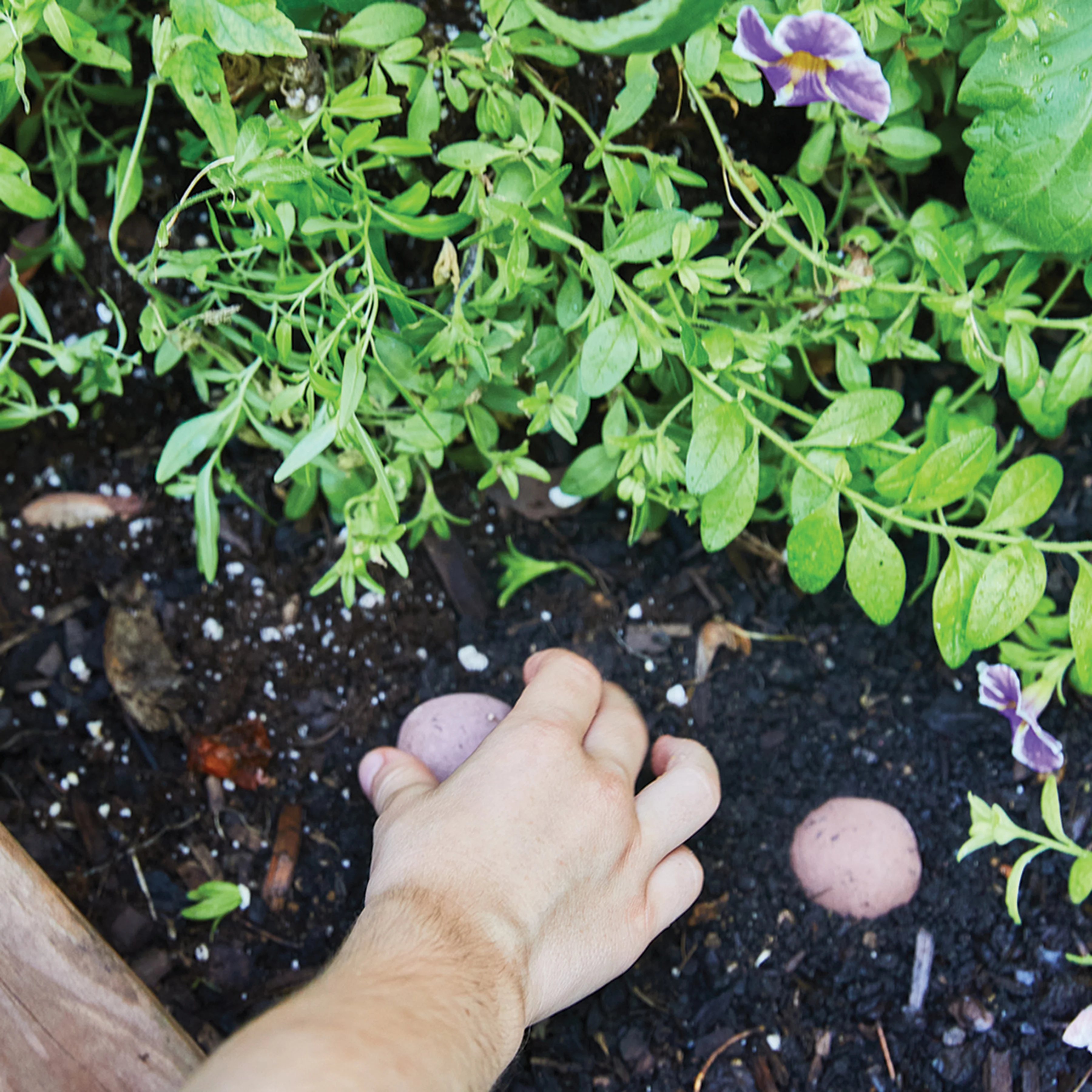 Seed Bomb - You're Wild Flower - Image 4