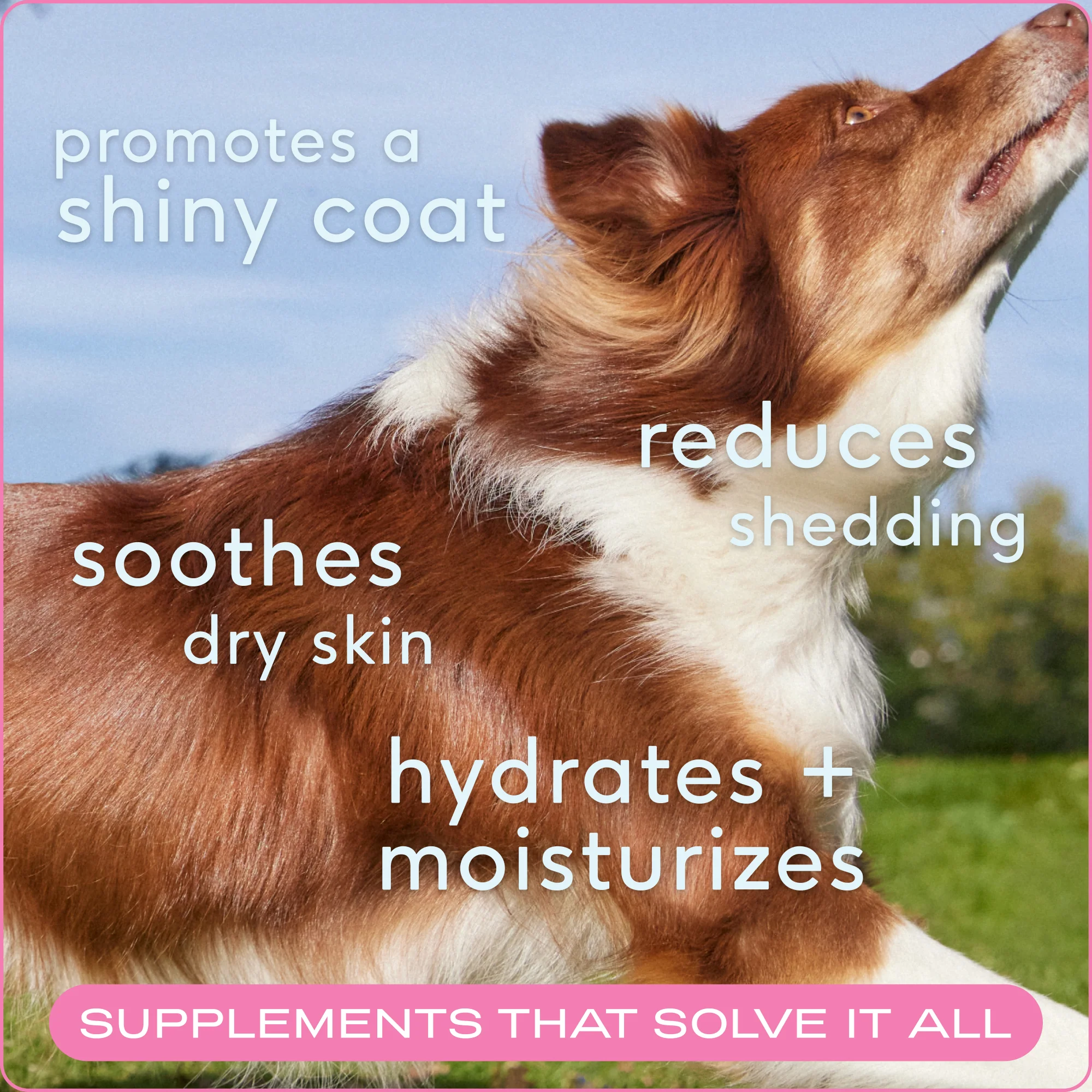 Skin and Coat Chews Supplement for Dogs - Image 4