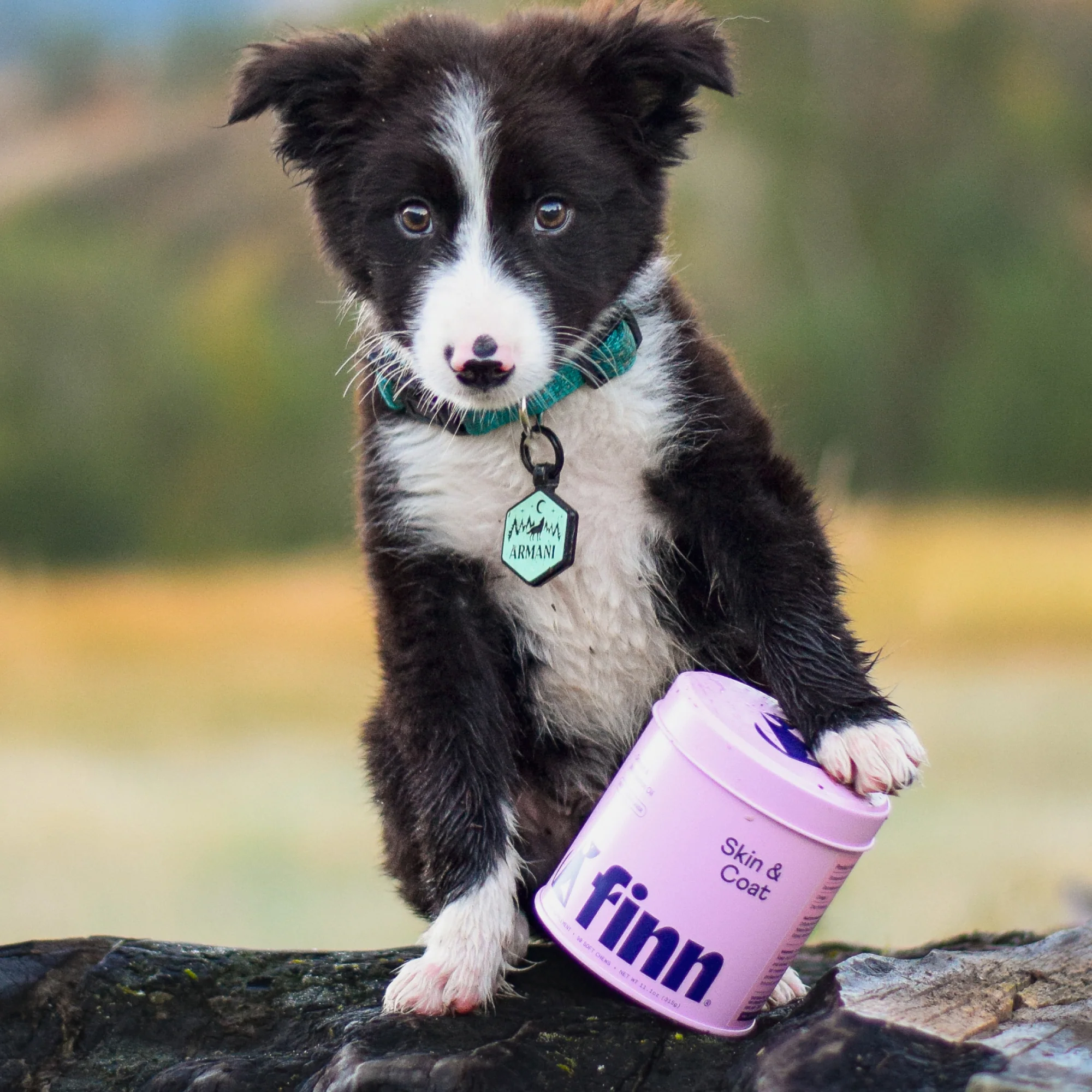 Skin & Coat Supplement for Dogs - Image 9
