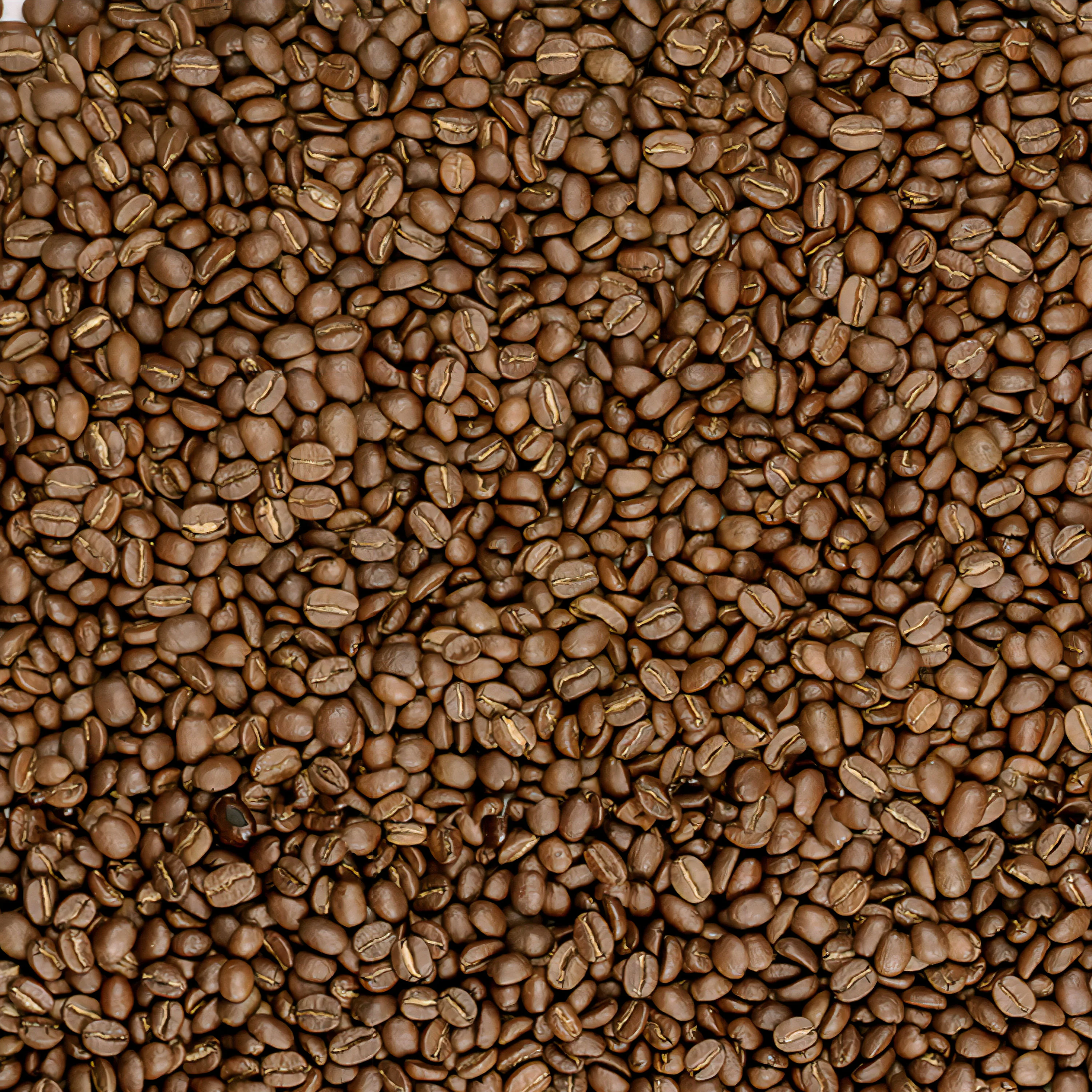 Songbird Colombian Dark Whole Bean Coffee - Image 5