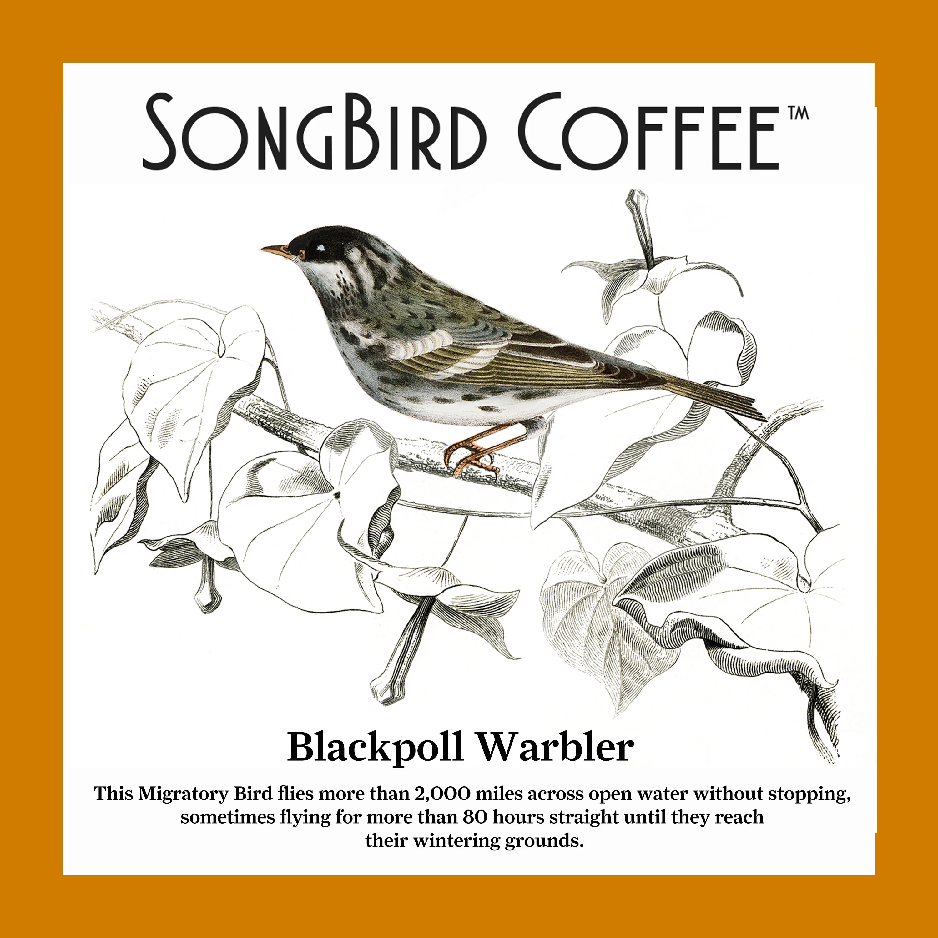 Songbird Decaf Medium Whole Bean Coffee - Image 3