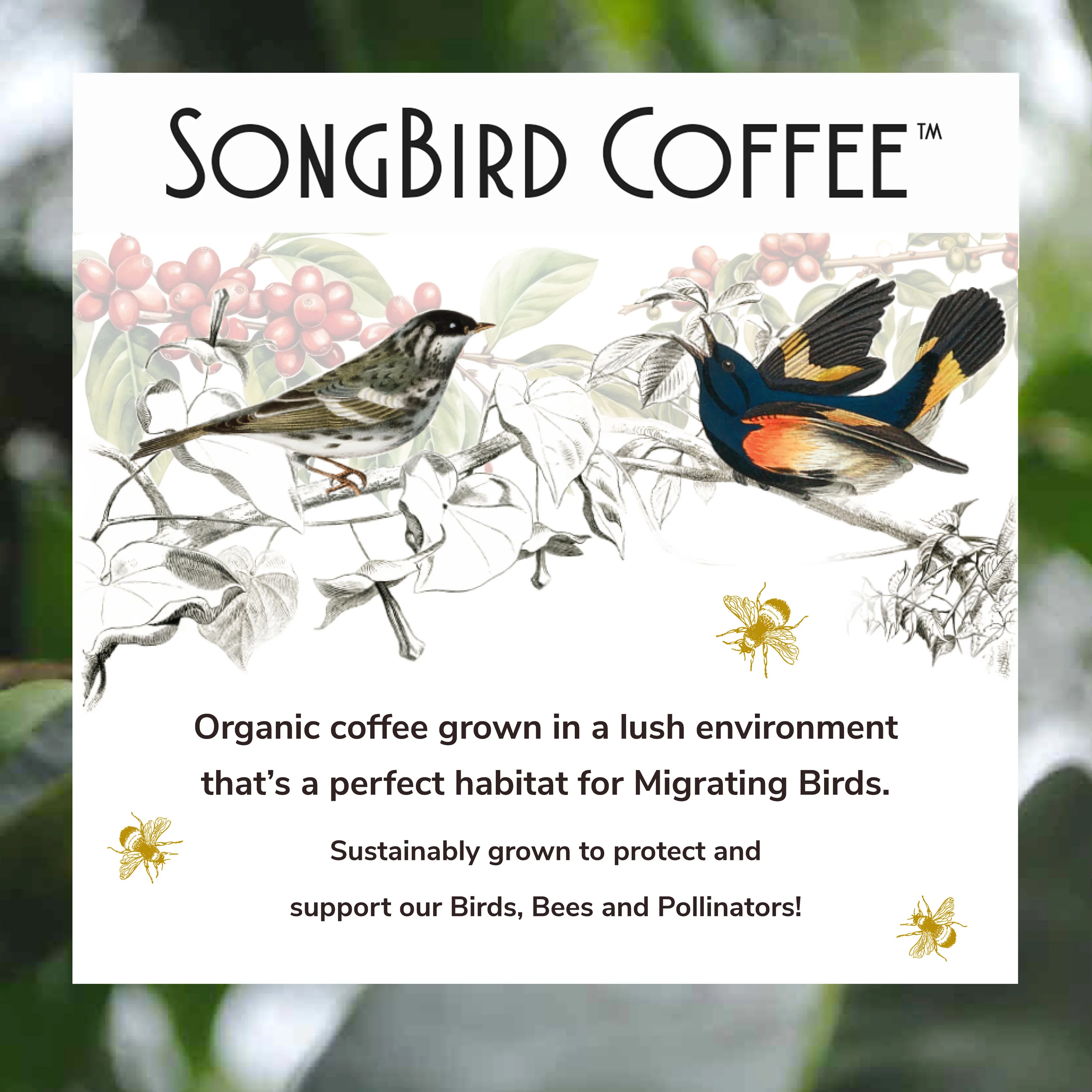 Songbird Decaf Medium Whole Bean Coffee - Image 5
