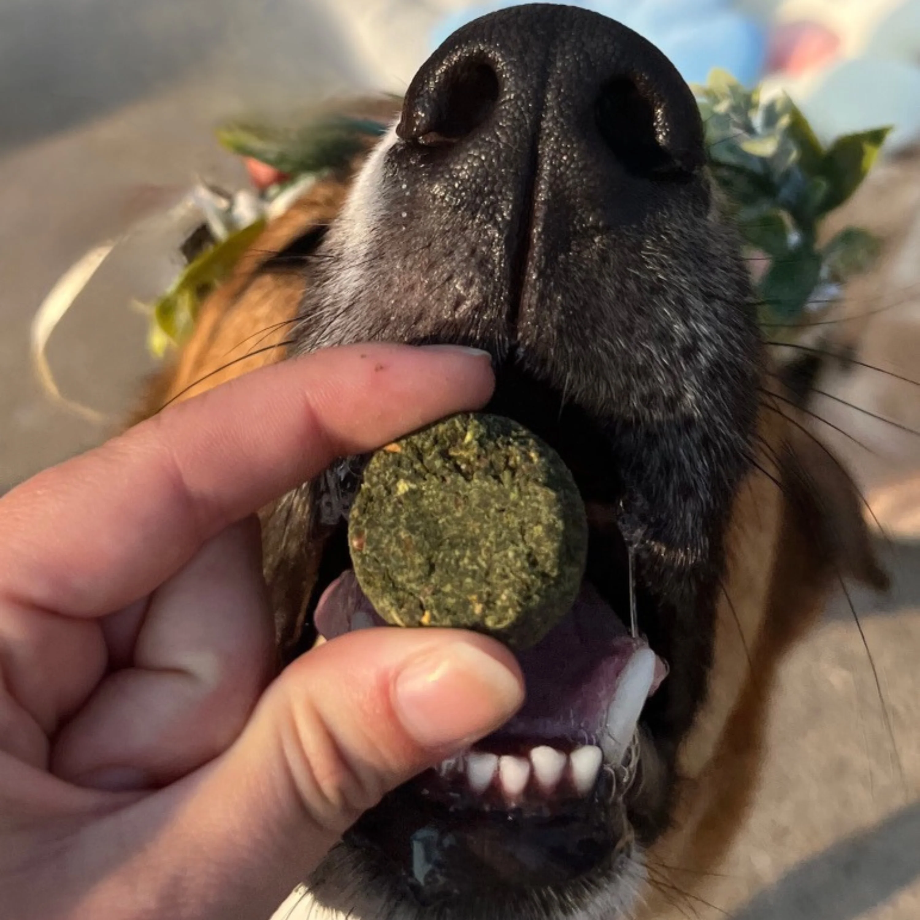 Veggie Dailies with Spirulina - Image 4