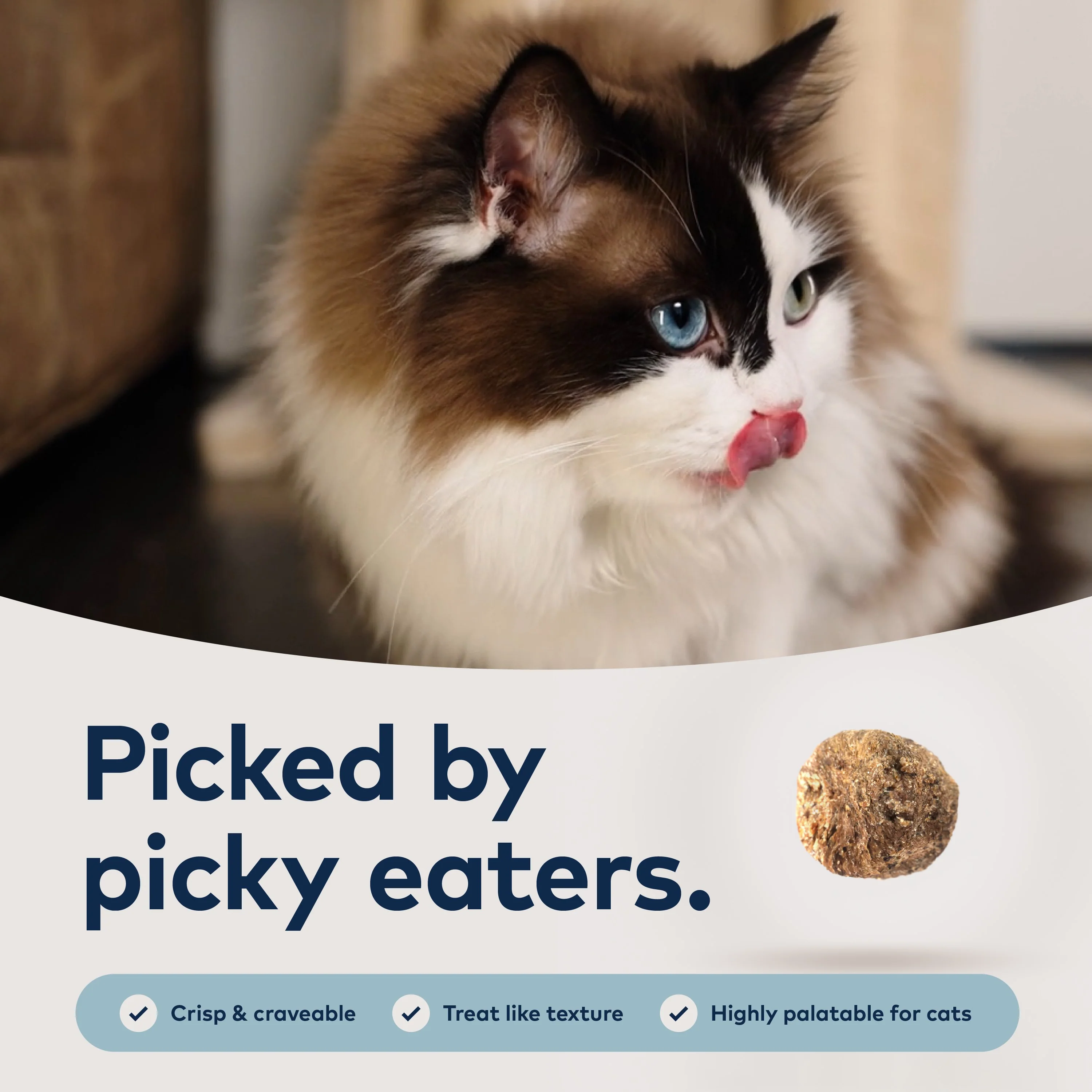 Steam & Dried Cat Food - Wild South Fish – High Protein, Skin & Coat Health, Low Carb, for All Life Stages - Image 2
