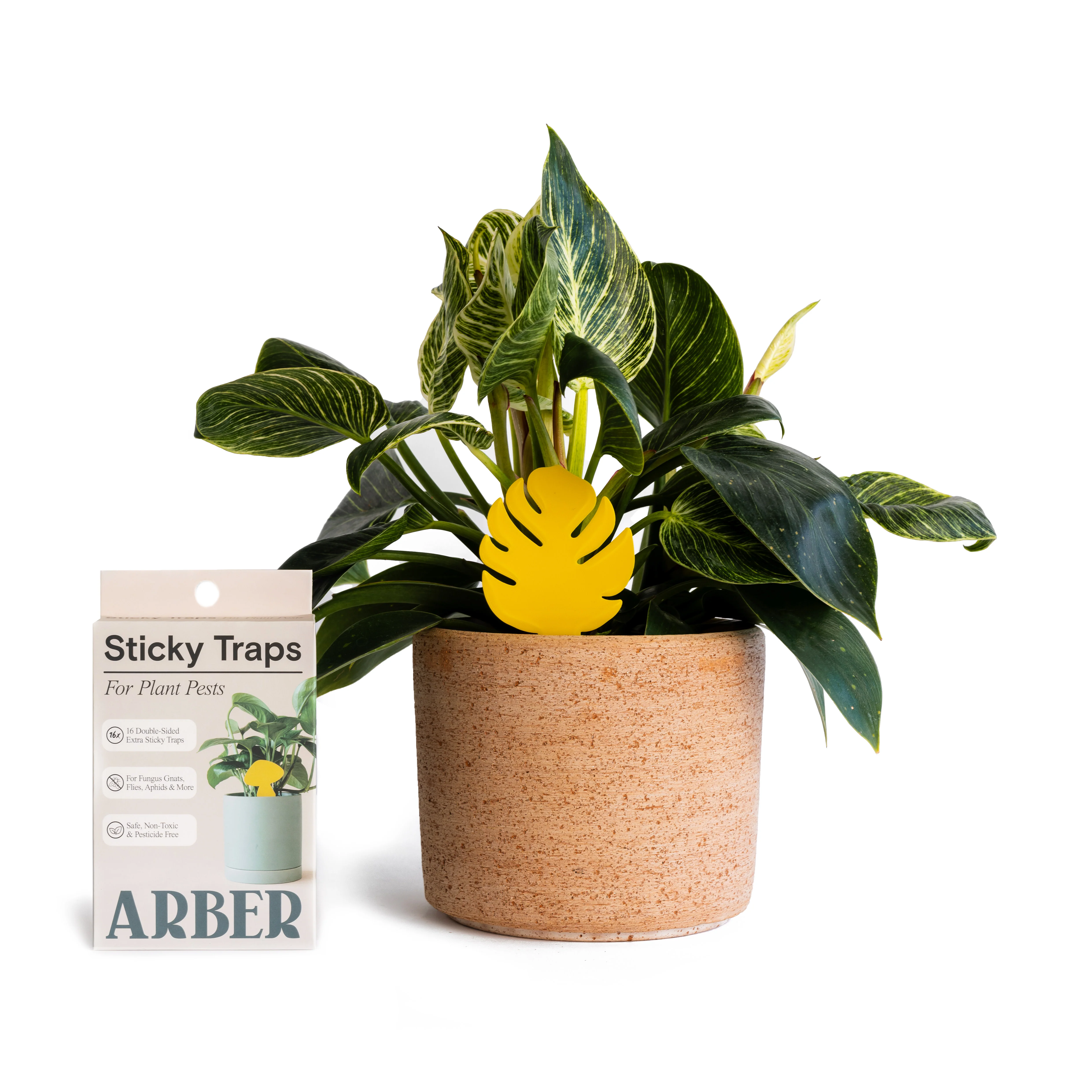 Sticky Traps to Trap Indoor and Greenhouse Pests - Image 3