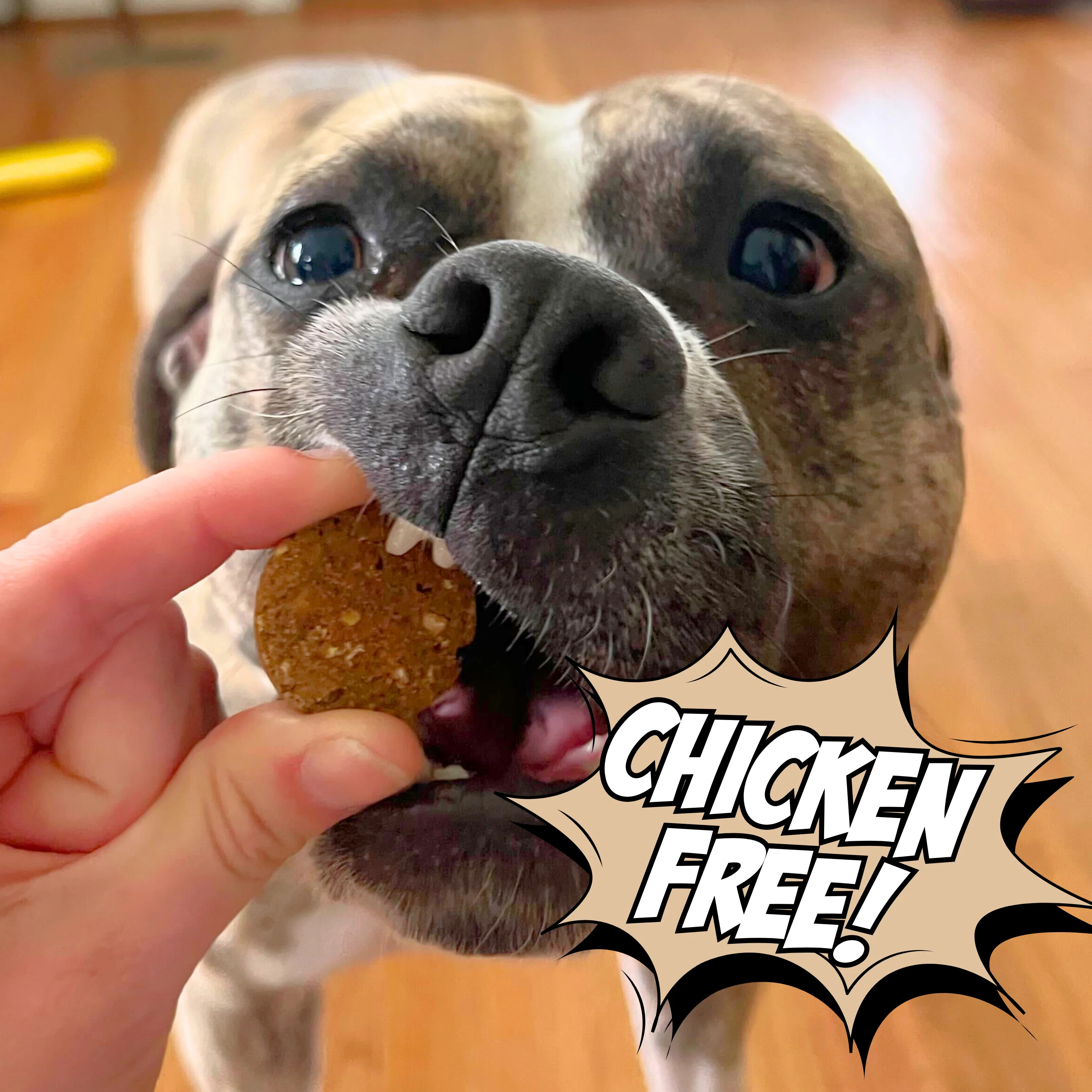 Superfood Cricket & Peanut Butter Dog Treats - Image 13