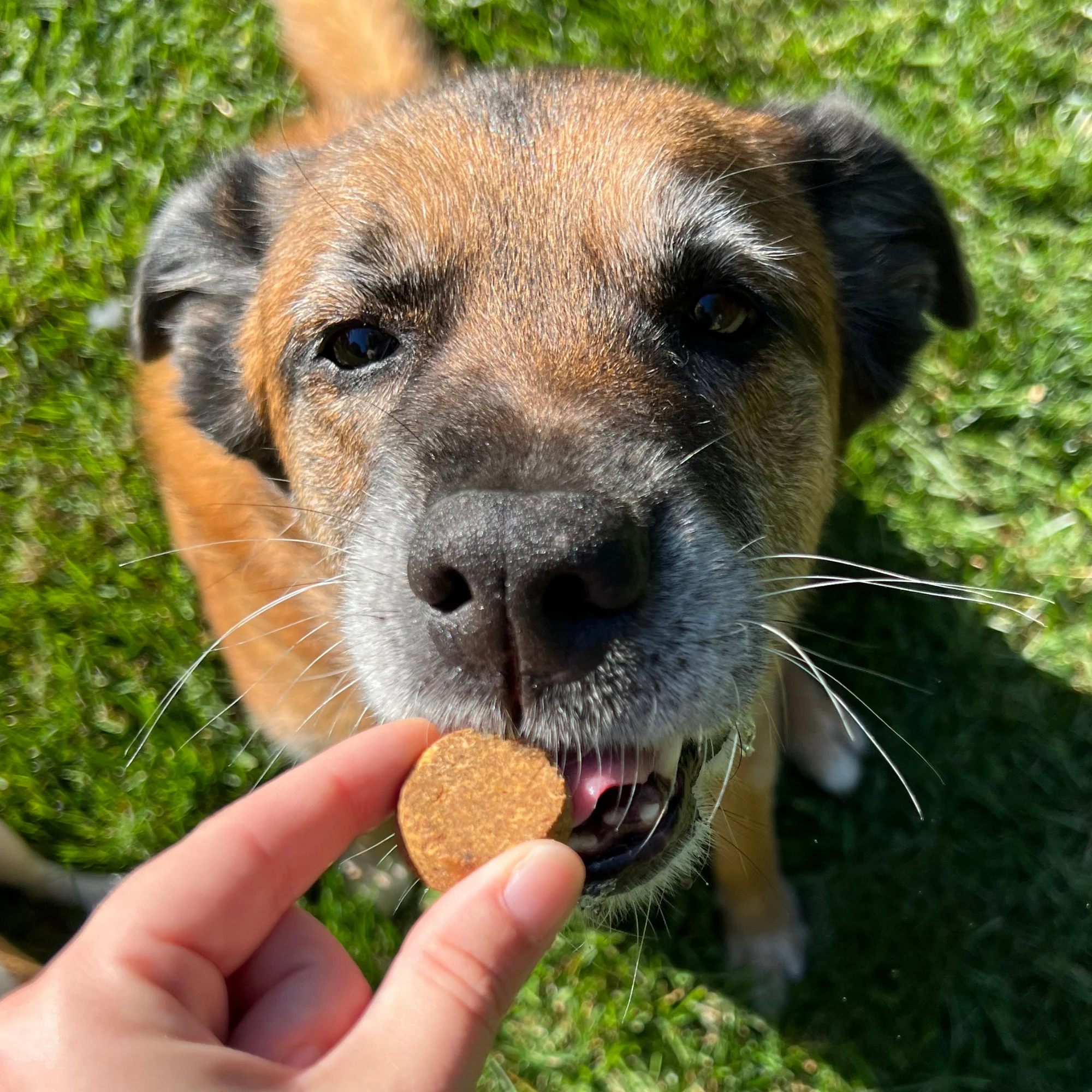 Superfood Cricket & Peanut Butter Dog Treats - Image 4