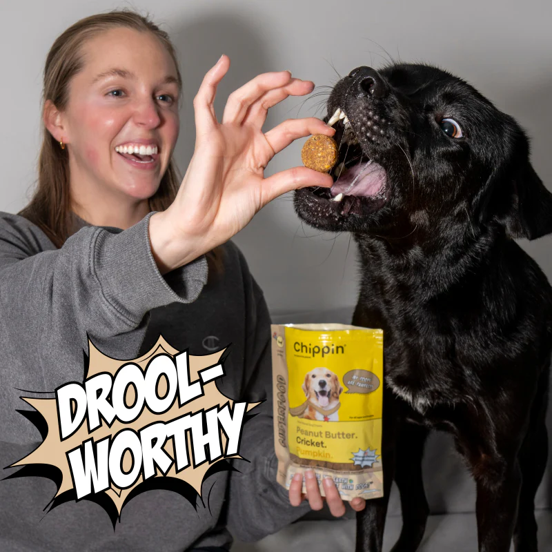 Superfood Cricket & Peanut Butter Dog Treats - Image 7