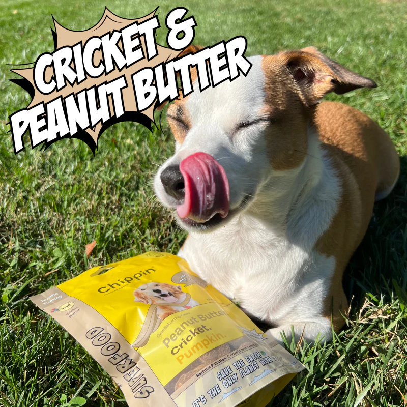 Superfood Cricket & Peanut Butter Dog Treats - Image 8
