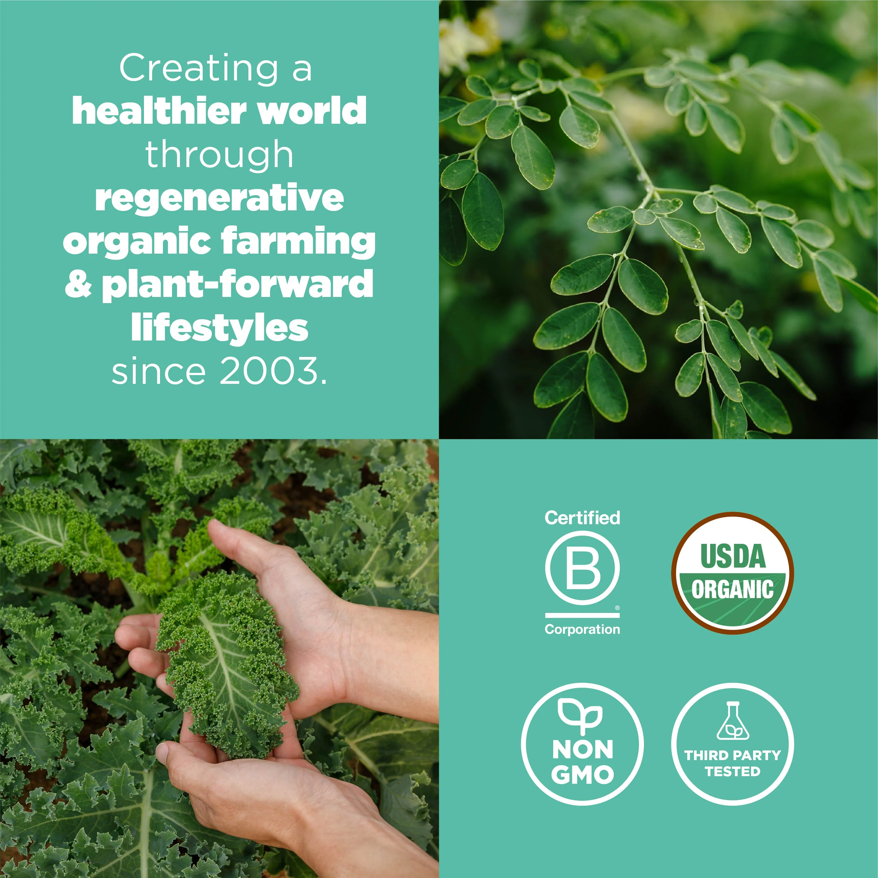 Organic Superfood+ Greens Blend - Image 7