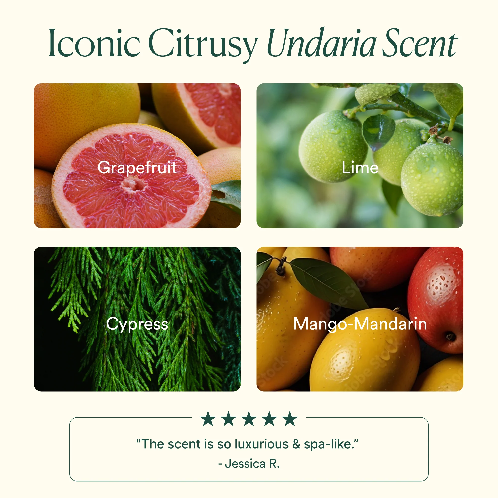 Undaria Algae™ Body Butter - Image 7