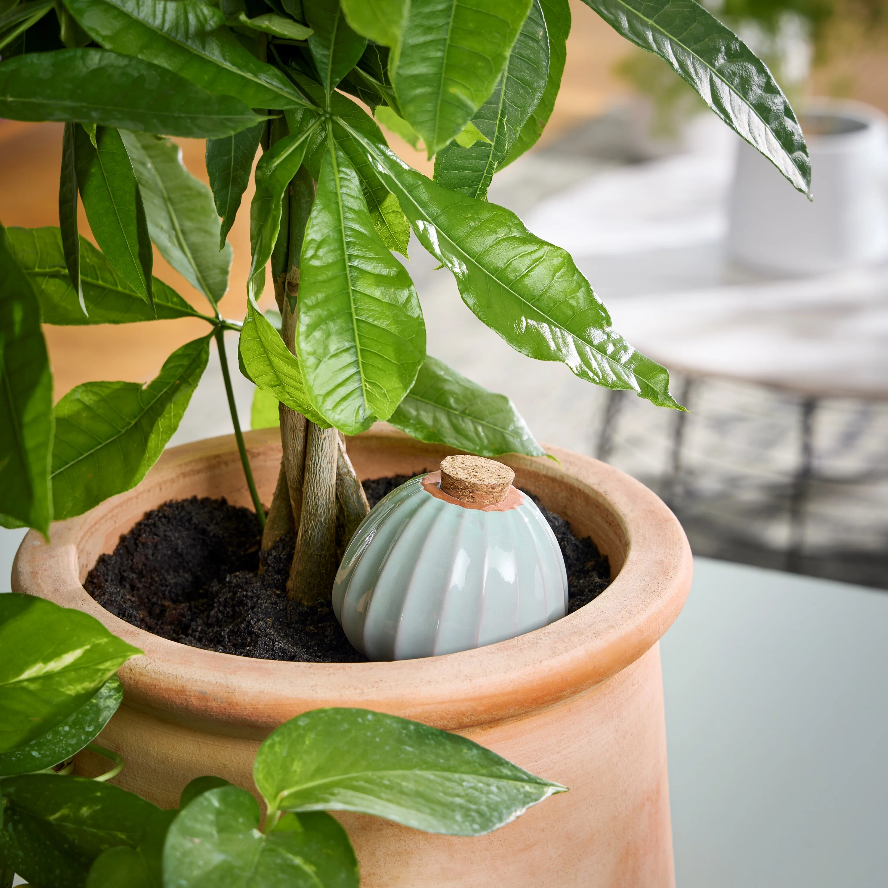 Watering Bulb - Image 20