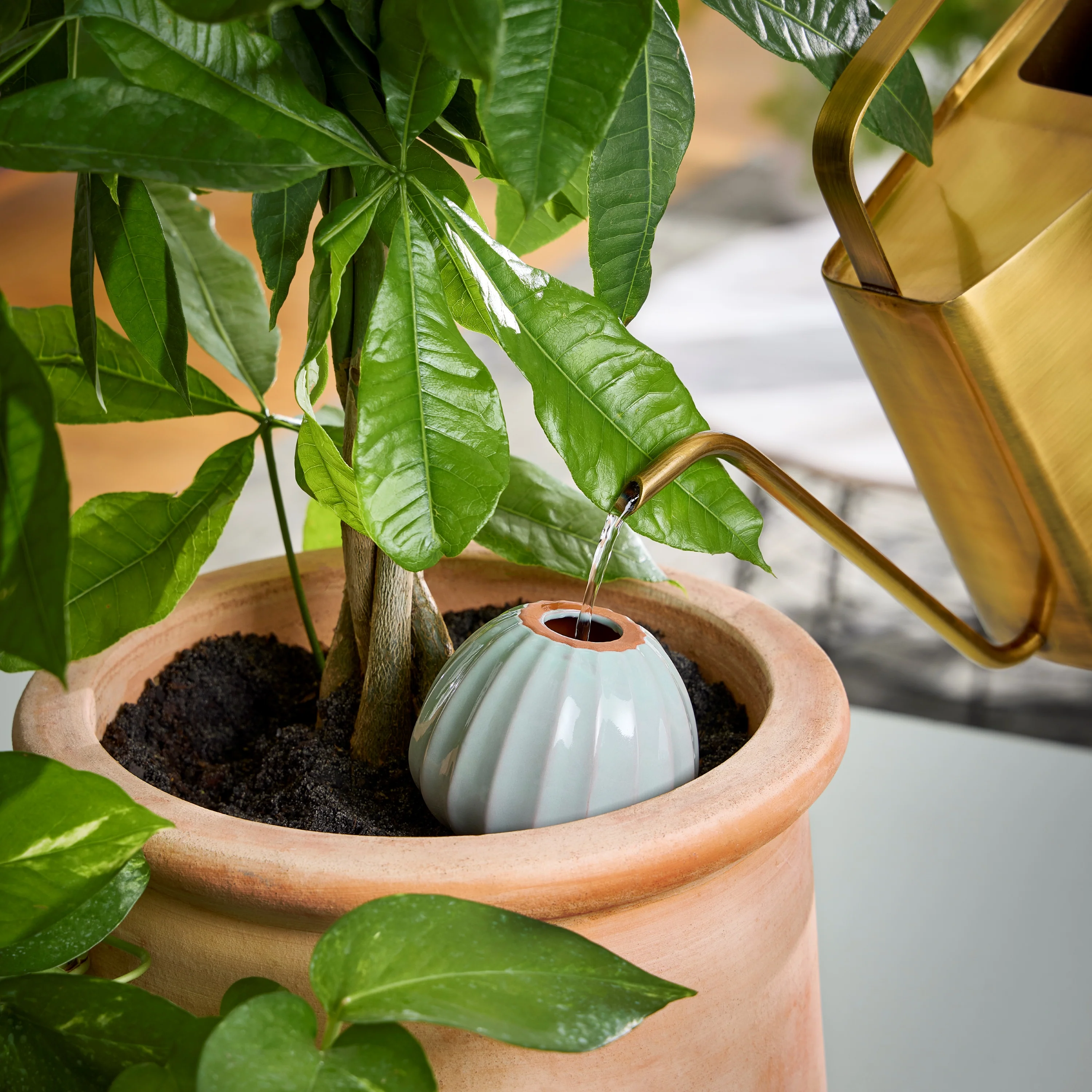 Watering Bulb - Image 21