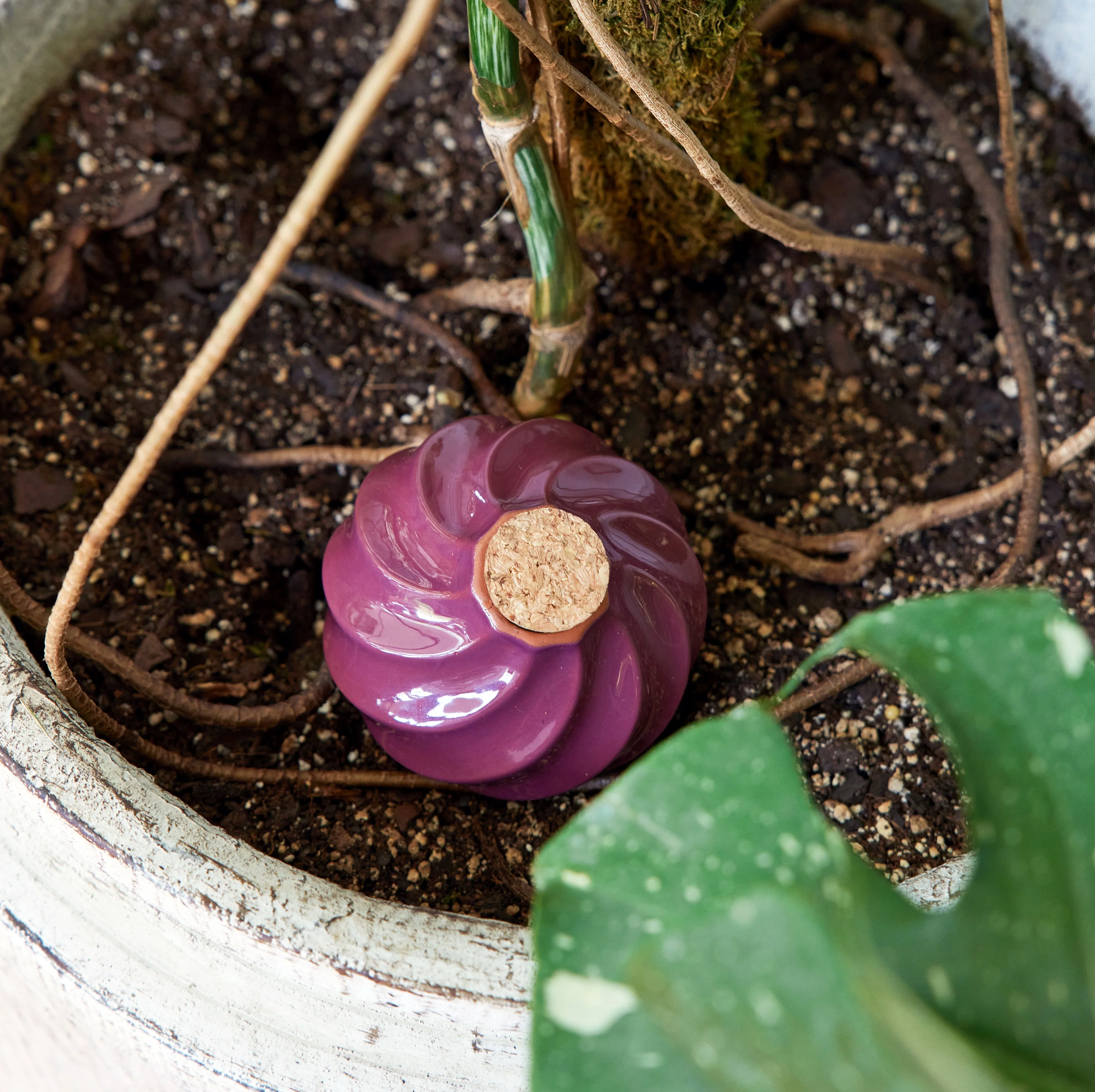 Watering Bulb - Image 6