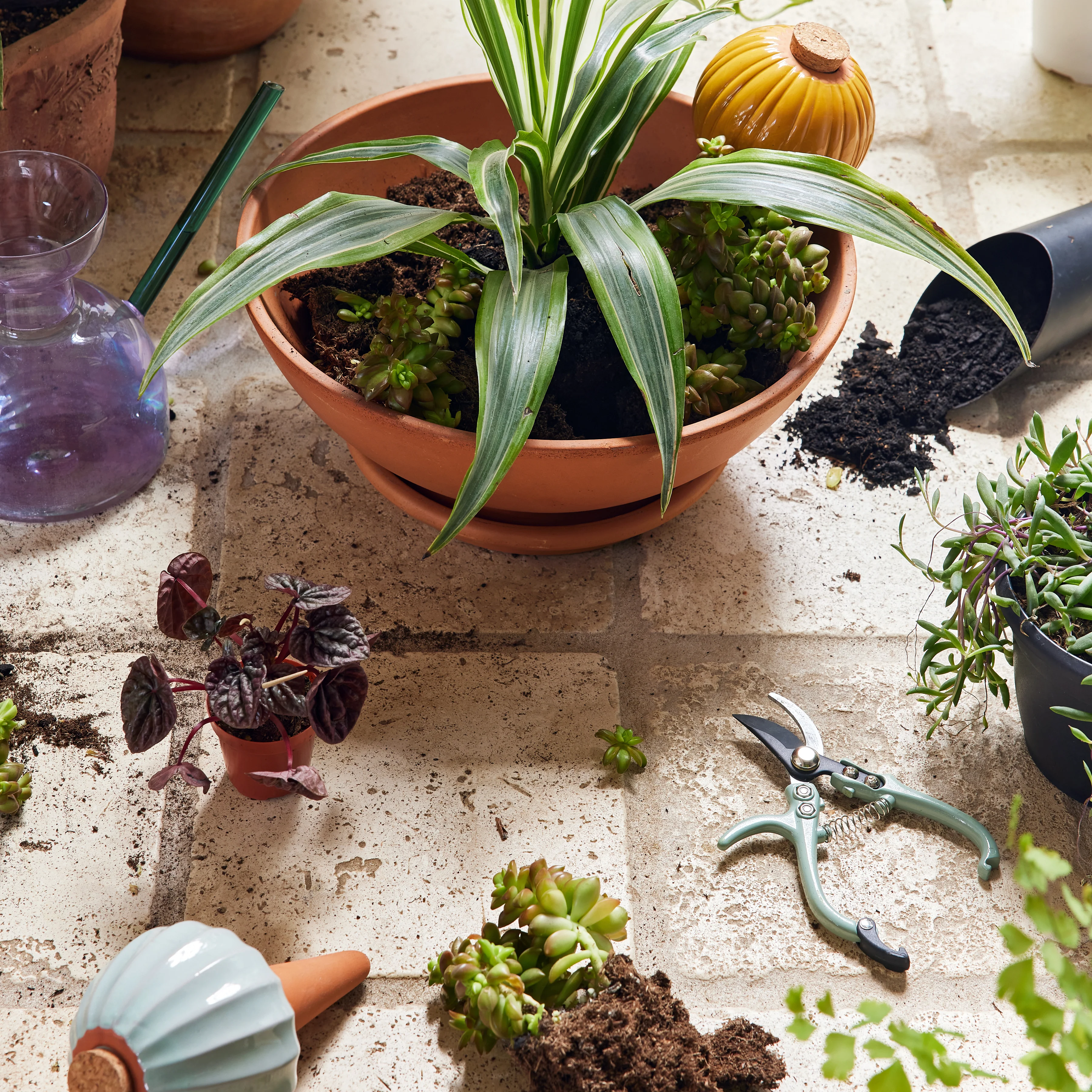 Watering Bulbs, Variety Pack - Image 5