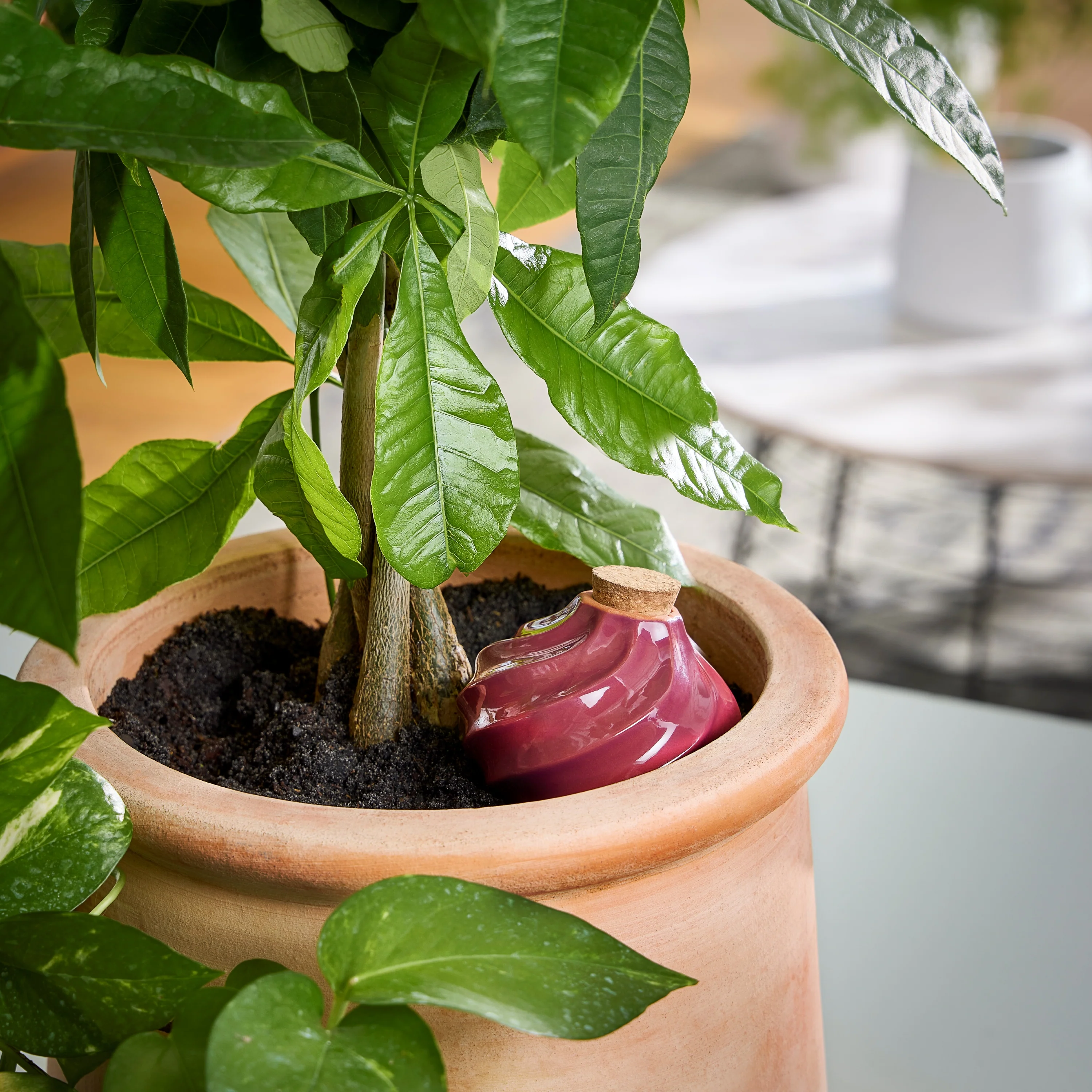 Watering Bulb - Image 4