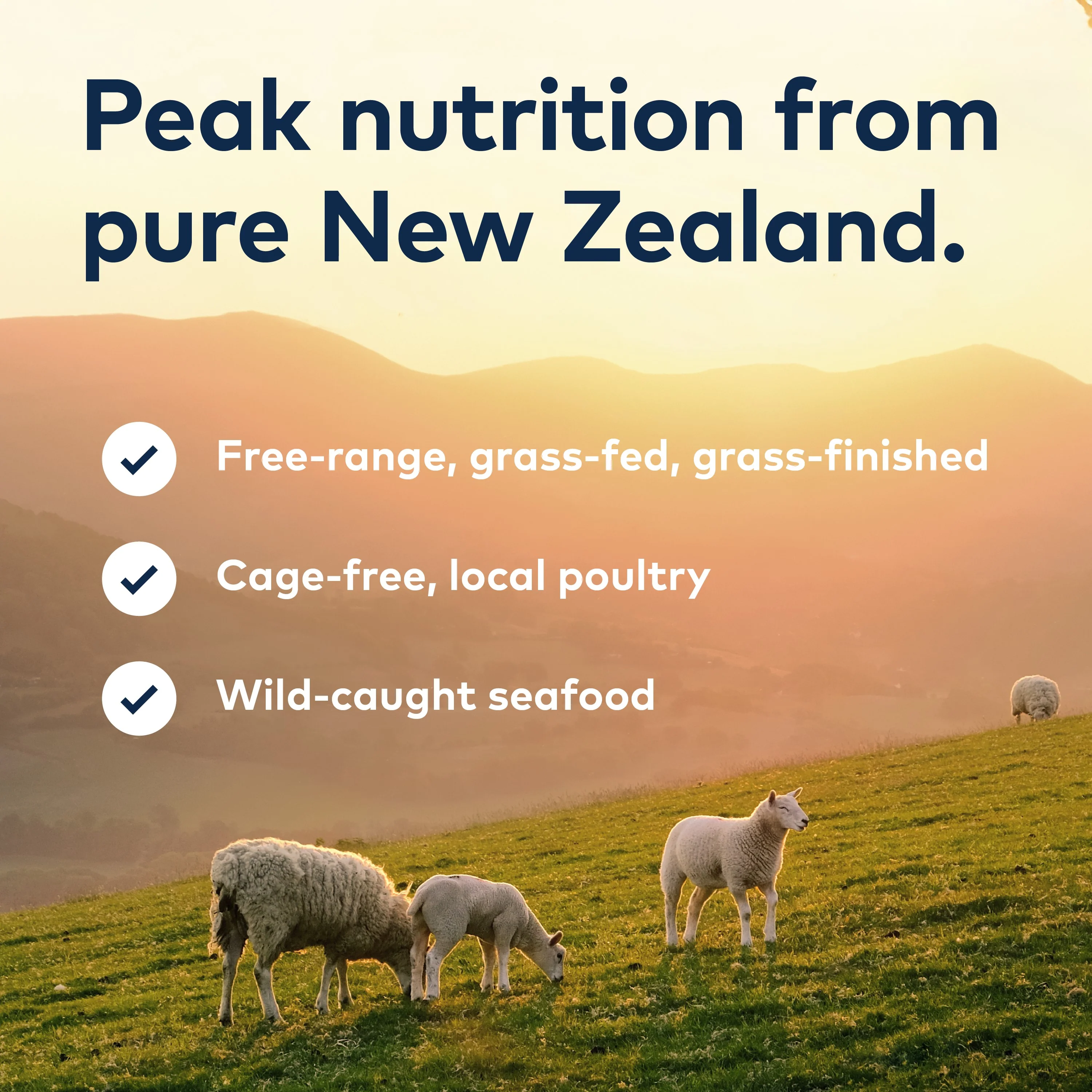 Wet Cat Food Variety Pack- All Natural, High Protein, Grain Free, Limited Ingredient, with Superfoods - Image 7