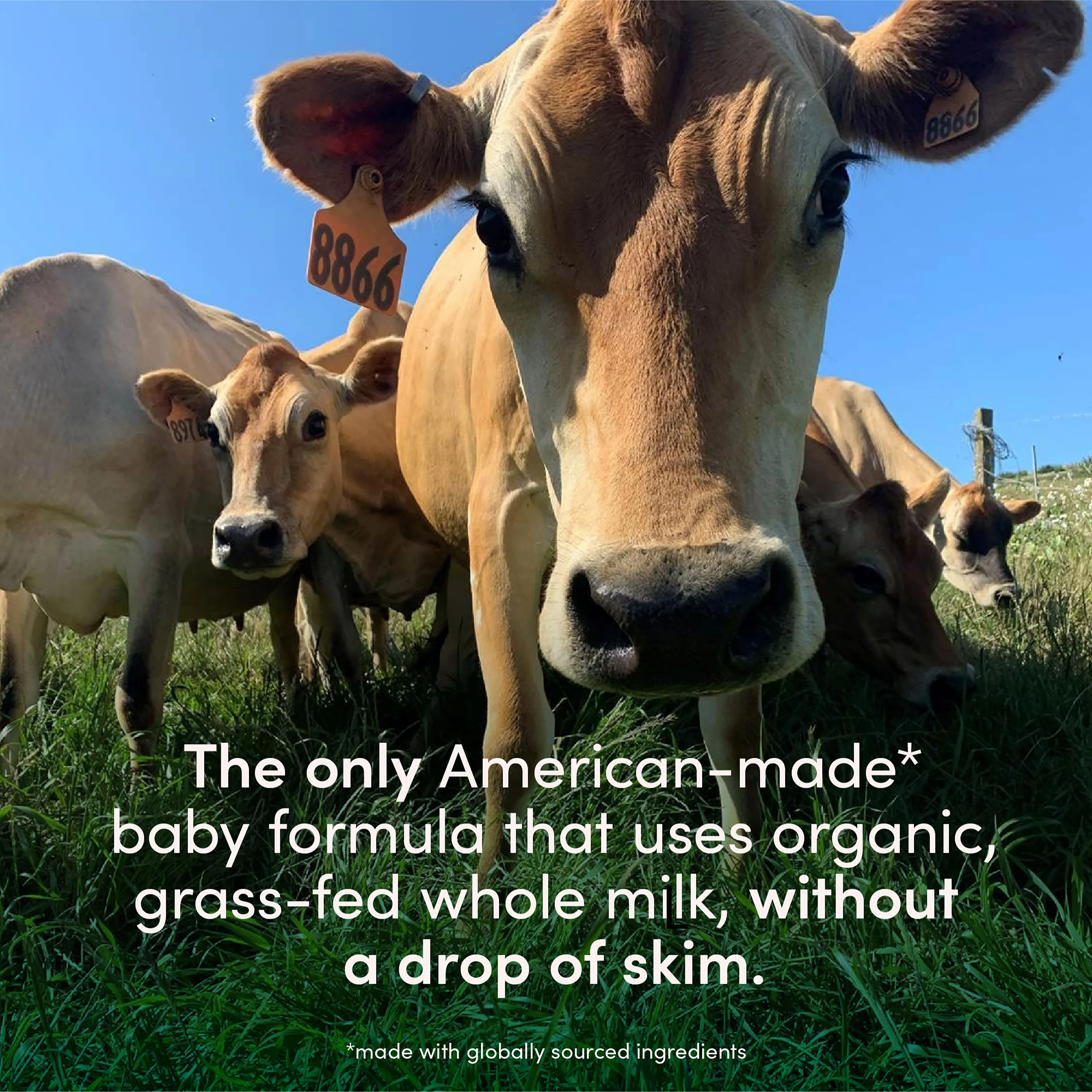 Whole Nutrition Infant Powder Formula - Made with Organic, Grass-Fed Whole Milk - Image 8