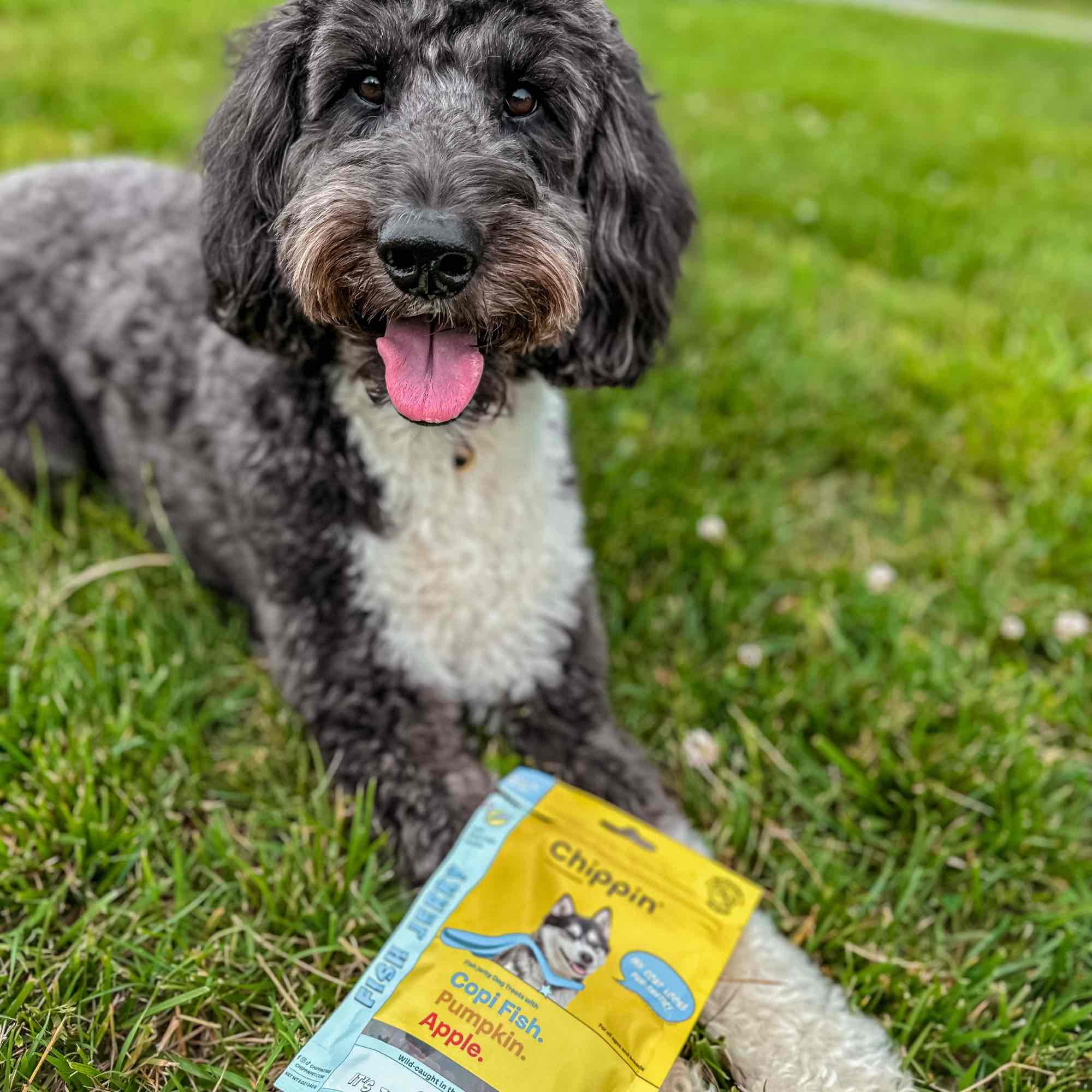 Wild-Caught Fish & Pumpkin Dog Treats - Image 5